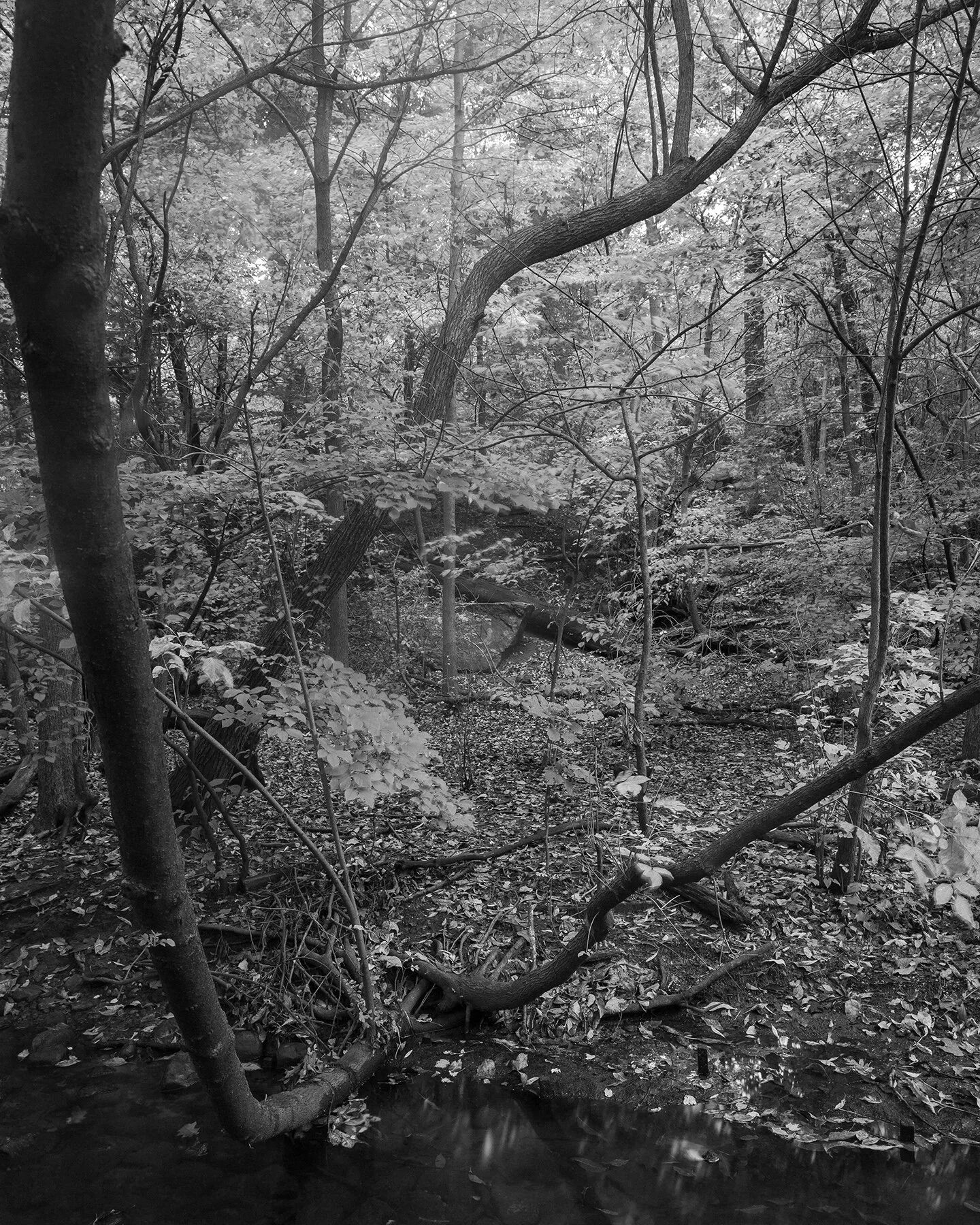 Languor - immagine 2