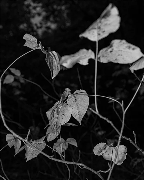 Languor - immagine 4