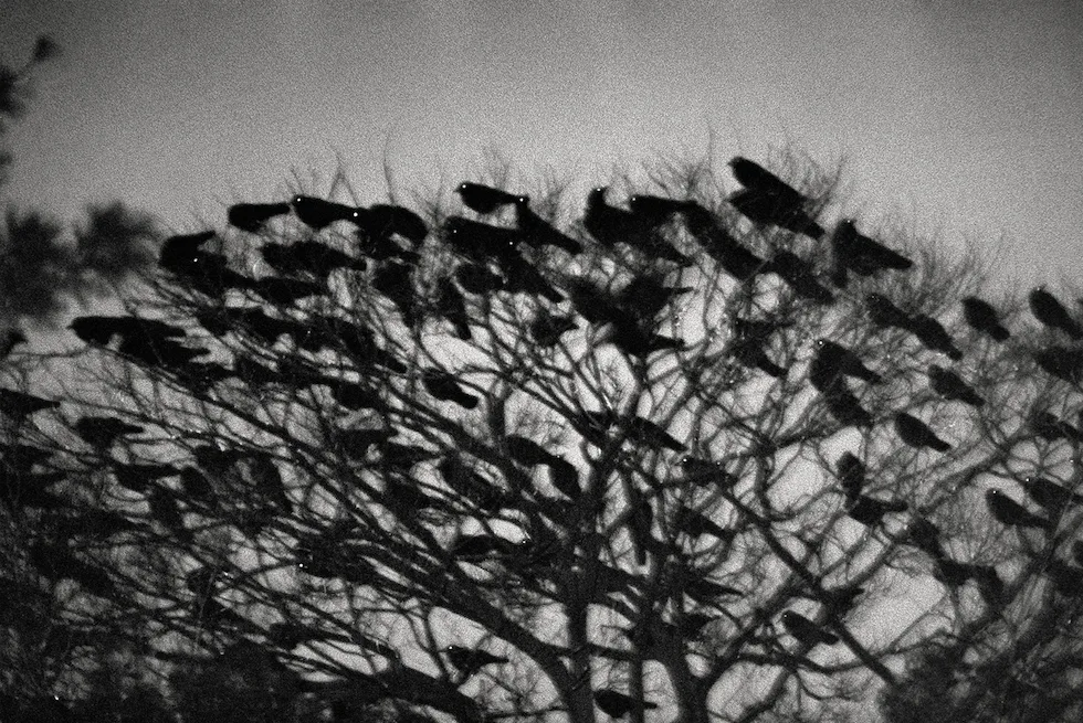 Ravens - immagine 4