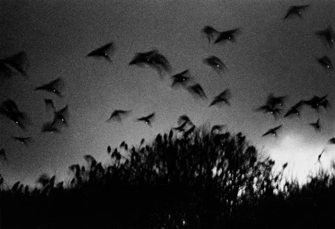 Ravens - immagine 5