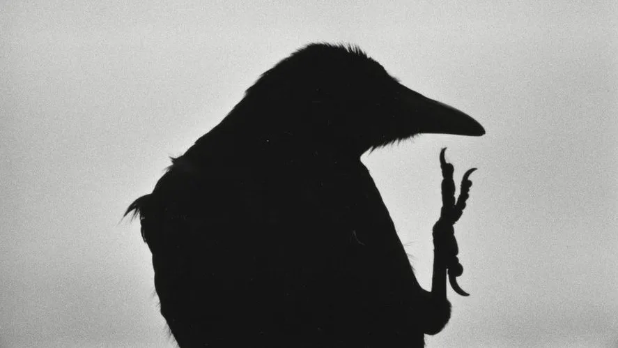 Ravens - immagine 3