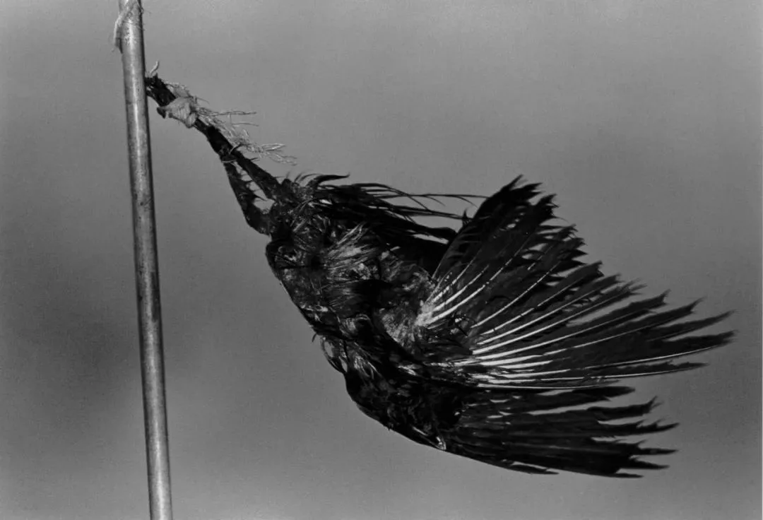 Ravens - immagine 2